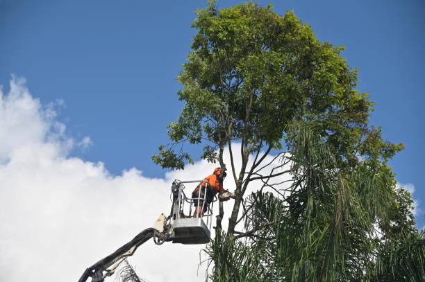 How Our Tree Care Process Works  in  Independence, IA