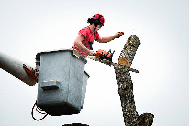 Best Utility Line Clearance  in Independence, IA